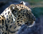 leopard