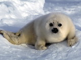 maly tulen