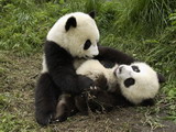 pandy