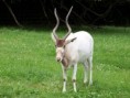 rohac