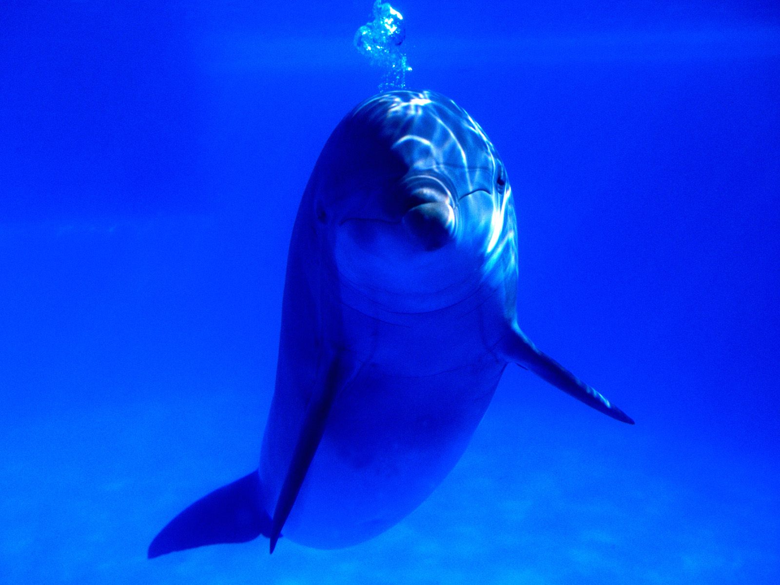 delfin