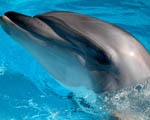 delfinek