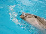 delfinek 1