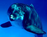delfinek 2