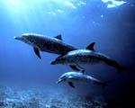 delfini rodinka