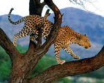 gepard