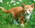 kote