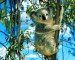 medvidek koala